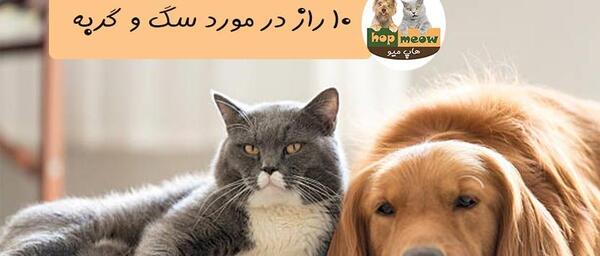 عکس سگ پشمالو گربه