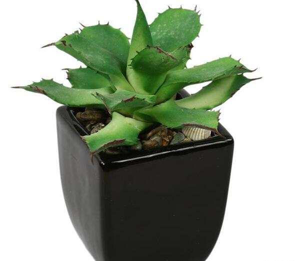 عکس نقاشی گل تیغ دار