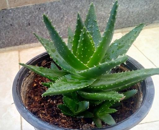 عکس نقاشی گل تیغ دار