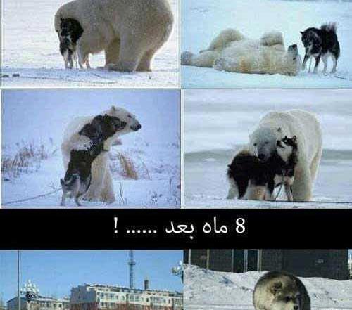 عکس تصاویر طنز لاتی