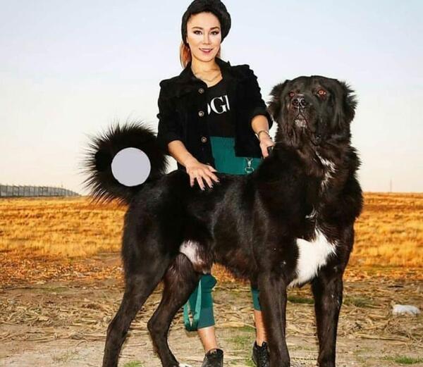 عکس سگ سرابی قره