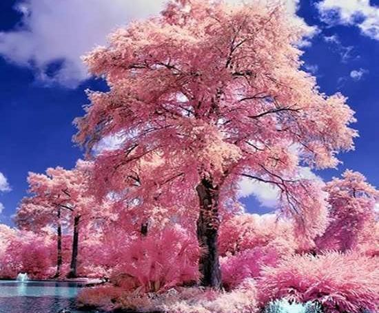 عکس های زیبای عاشقانه