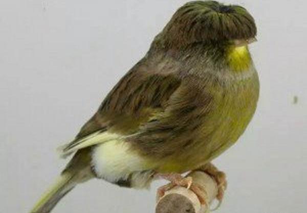 عکس قناری سبز چمنی