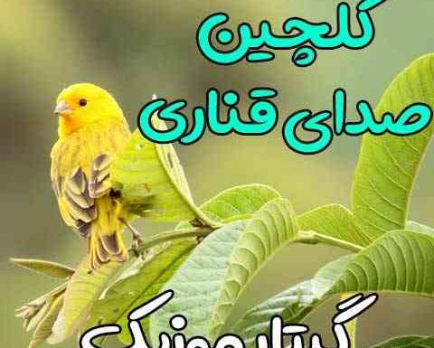 عکس قناری سبز چمنی