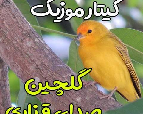 عکس قناری سبز چمنی