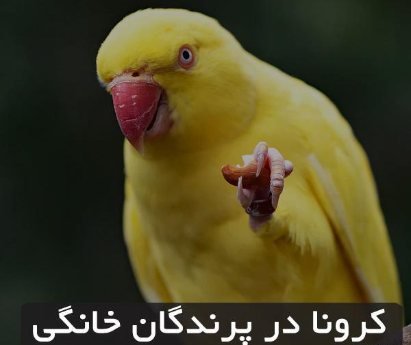 عکس قناری سبز چمنی