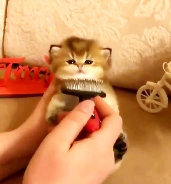 عکس گربه طوسی ناز
