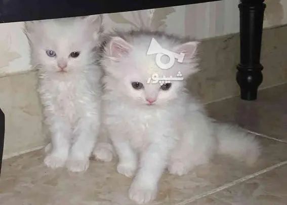 عکس گربه طوسی ناز