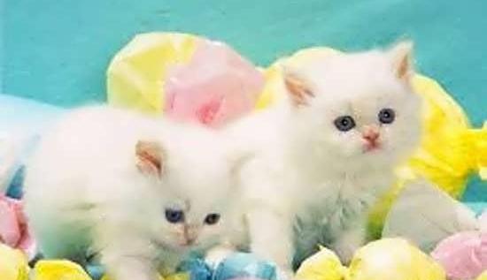 عکس گربه طوسی ناز