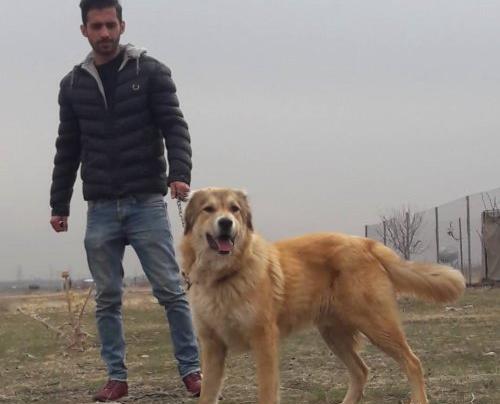 عکس سگ سرابی سرخ