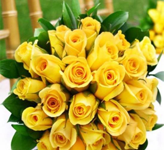 عکس گل رز زرد زیبا