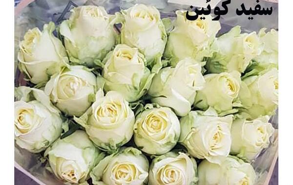 عکس گل رز زرد زیبا