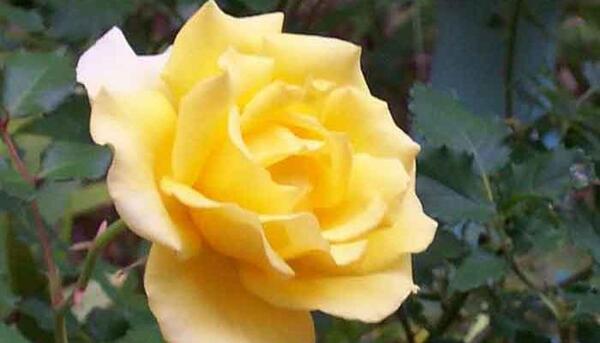 عکس گل رز زرد زیبا