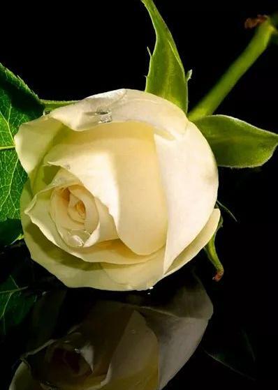 عکس گل رز زرد زیبا