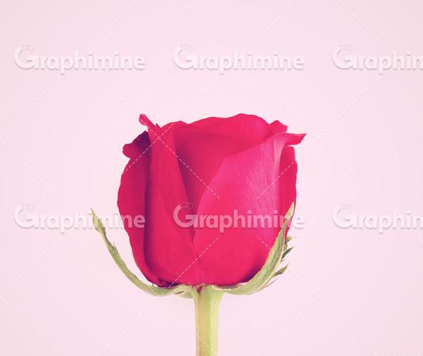 عکس غنچه قرمز