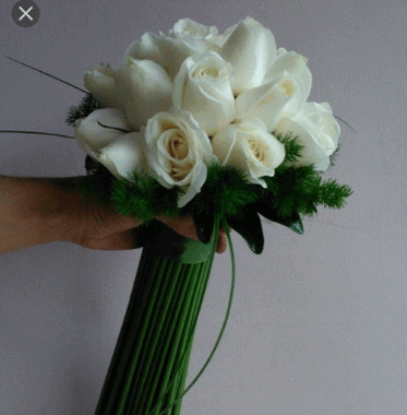 عکس غنچه قرمز
