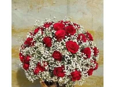 عکس غنچه قرمز
