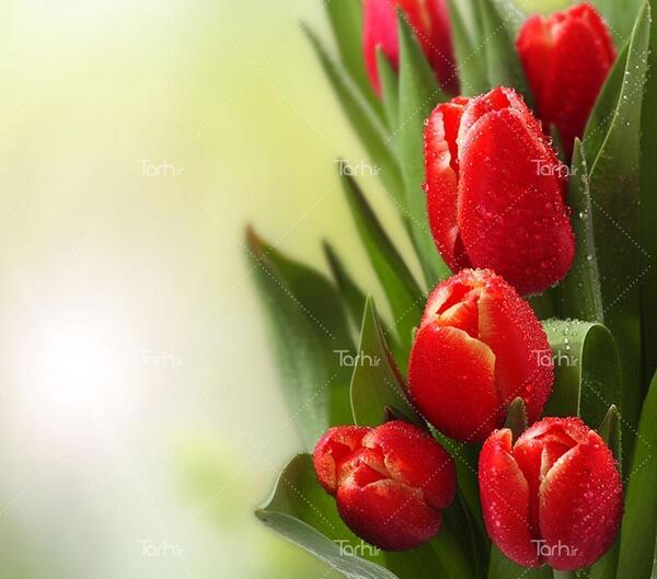 عکس غنچه قرمز