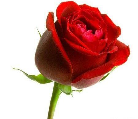 عکس غنچه قرمز