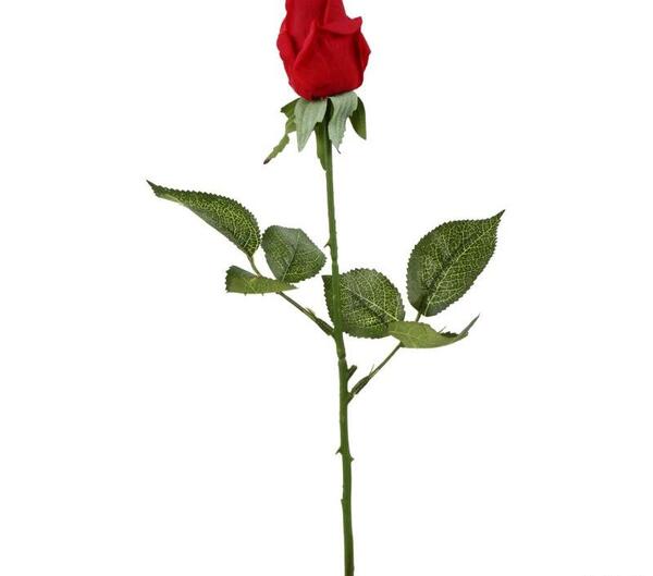 عکس غنچه قرمز