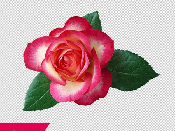عکس غنچه قرمز
