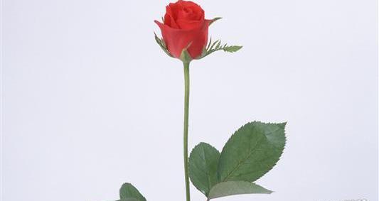 عکس غنچه قرمز