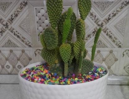 عکس کاکتوس و بادکنک