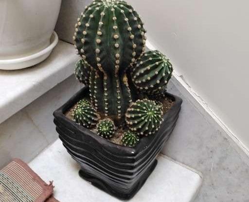 عکس کاکتوس زبون مادرشوهر