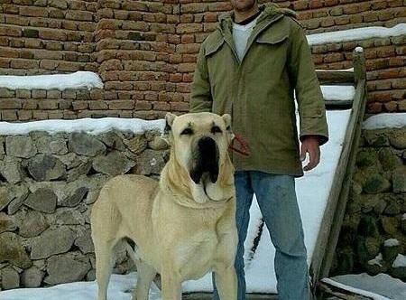 عکس سگ سرابی زیبا