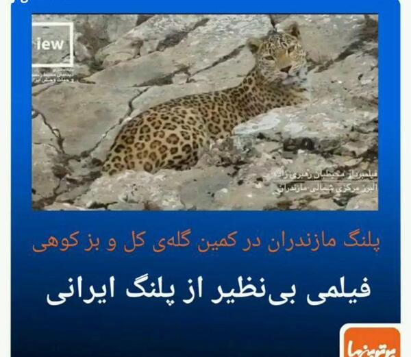 عکس گربه جگوار