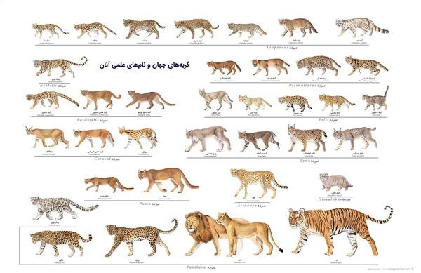عکس گربه جگوار