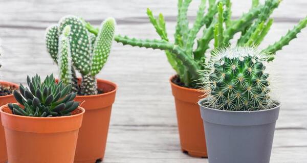 عکس گل کاکتوس طبیعی