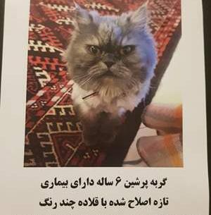 عکس گربه جنگل