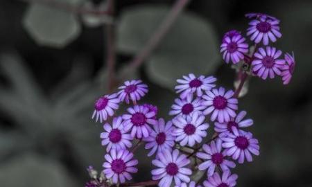 عکس برای پروفایل واتساپ بنفش