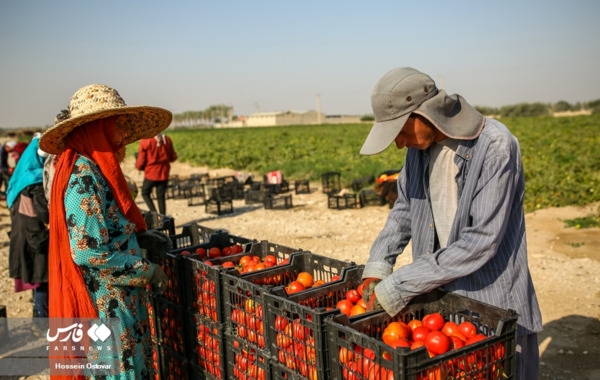 عکس بازار قطر