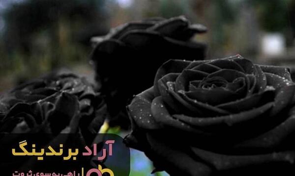 عکس گل رز ابی هلندی