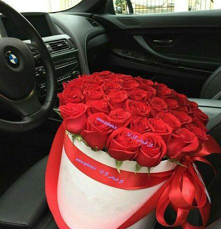 عکس گل رز ابی هلندی
