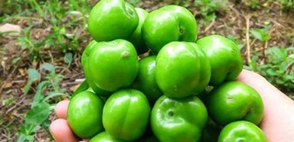 عکس گوجه سبز