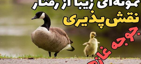 عکس های زیبا غاز