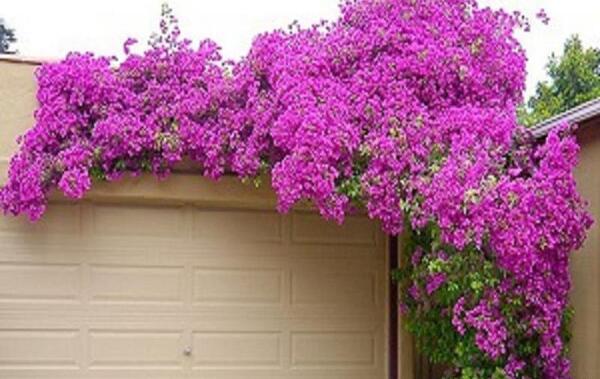 عکس یاس هلندی
