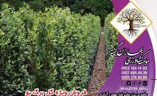 عکس یاس هلندی