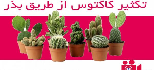 عکس کاکتوس خراب شده