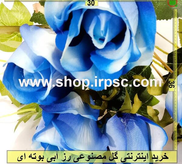 عکس گل رز ابی تک شاخه