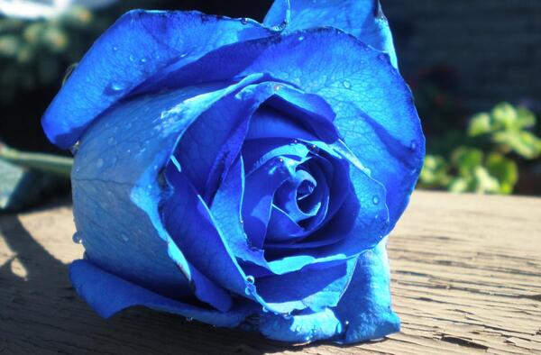 عکس گل رز ابی تک شاخه