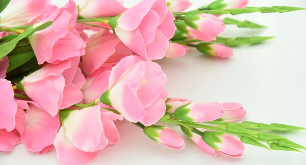 عکس گل رز ابی تک شاخه