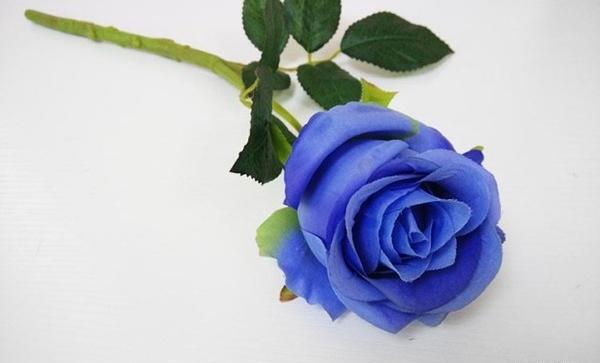 عکس گل رز ابی تک شاخه