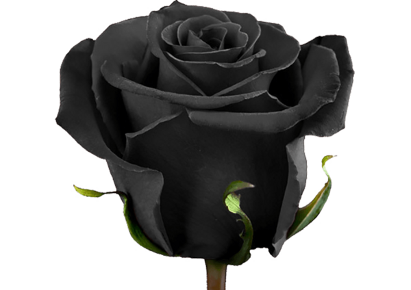 عکس گل رز ابی تک شاخه
