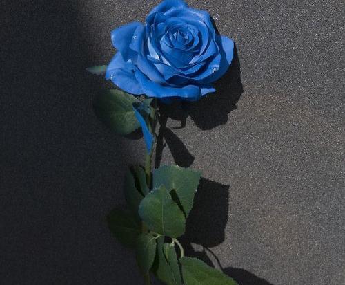 عکس گل رز ابی تک شاخه