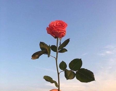 عکس گل رز ابی تک شاخه
