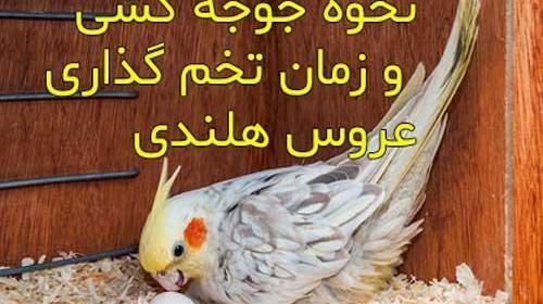 عکس عروس جوجه